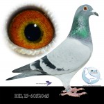 BEL15-6052045