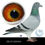 BEL15-6281464