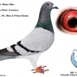 NL14-1304574 Miss Blue
