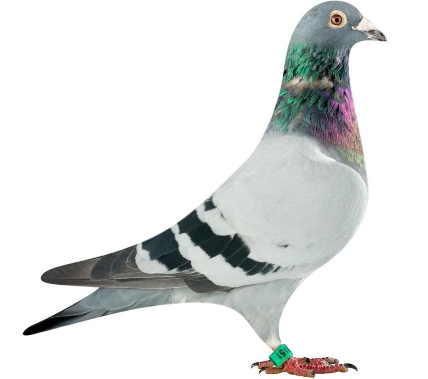 DAN070-13-0151_pigeon