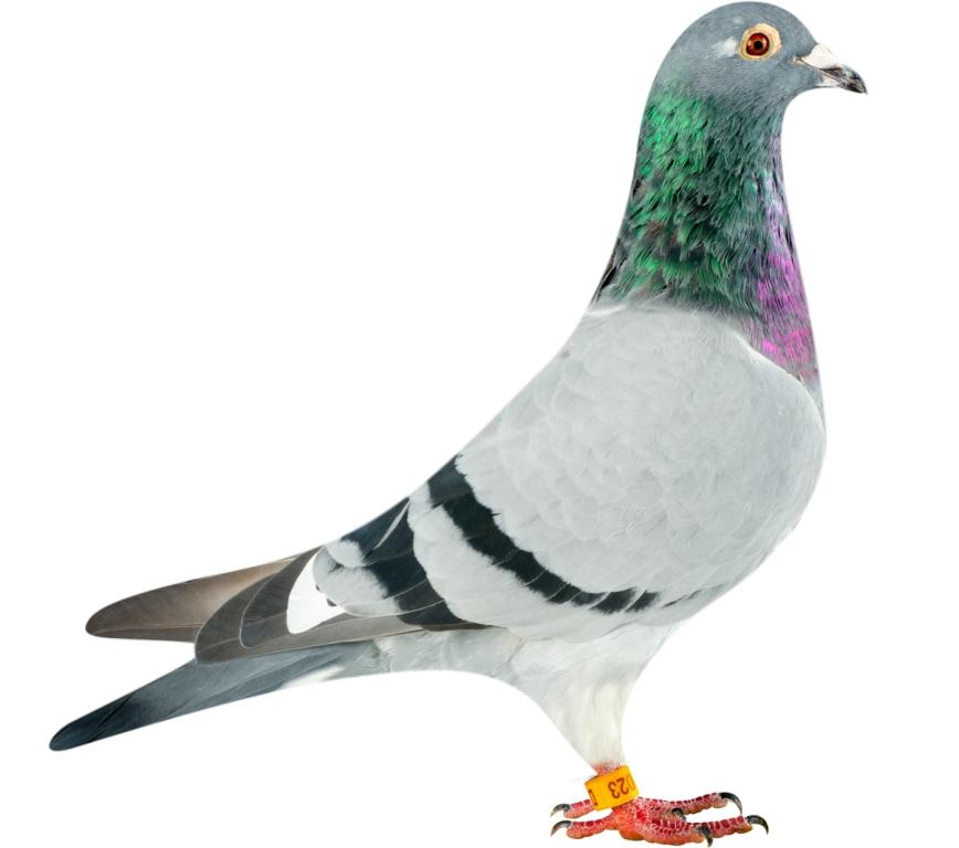 DAN070-14-1023_pigeon