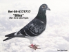 BEL-08-6373737
