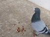 aprilsnar_med_255_012