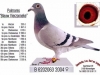 geer81blauw_vierzonneke_063-04