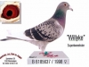 geer85willyke_637-98
