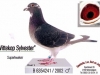 geer86witkop_sylvester_241-02