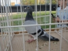 pipaauktion_2011_i_haderslev_009